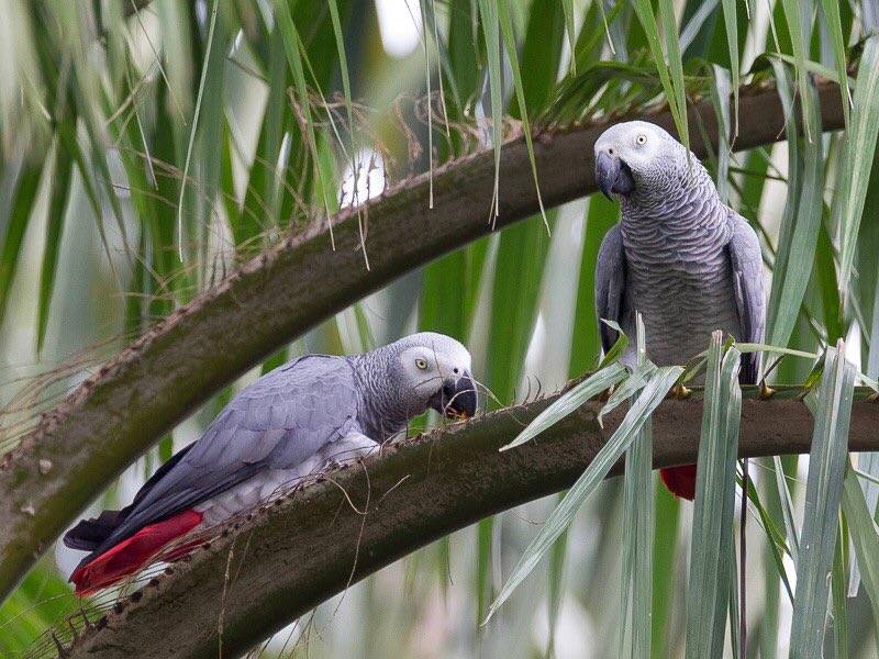 Попугай жако: уход и содержание в домашних условиях, породы серого африканского попугая
