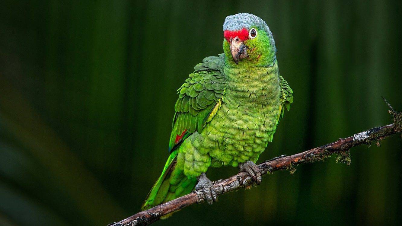 Лазурный травяной попугайчик