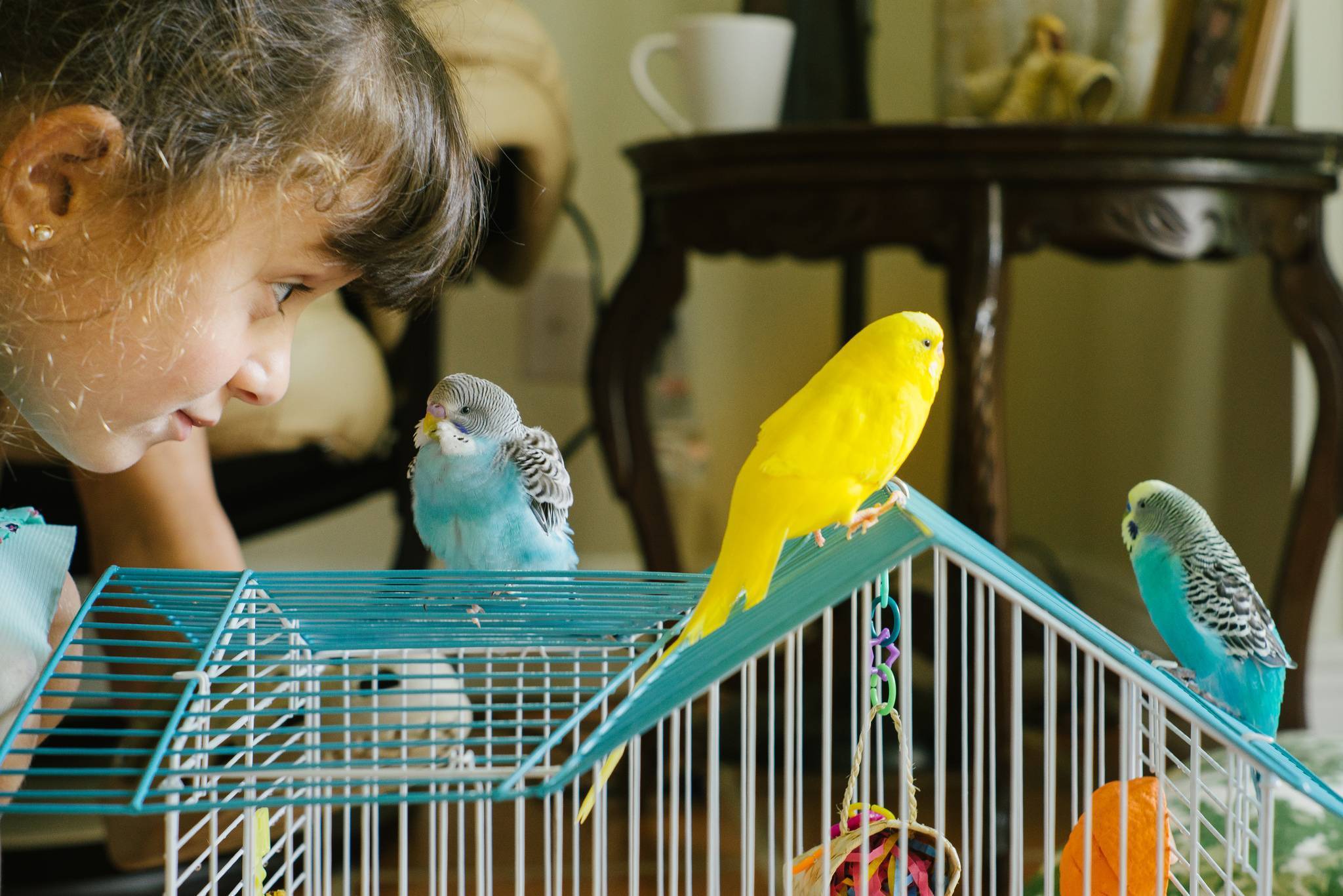 Домашние попугаи: все виды, варианты и выбор породы