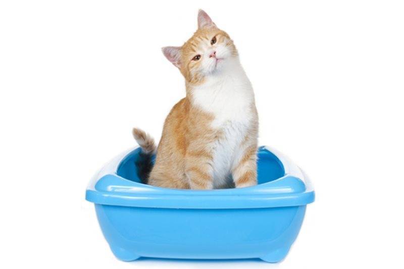 У кота или кошки запор: что делать в домашних условиях, как помочь котенку и взрослому животному сходить в туалет, какой корм давать