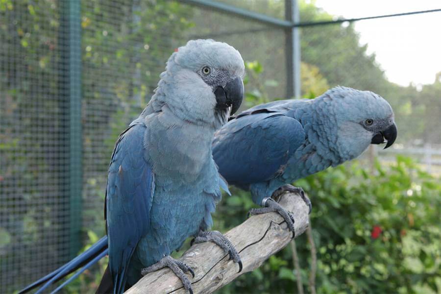 Синий попугай. описание, особенности, виды, поведение и домашнее содержание птицы | живность.ру