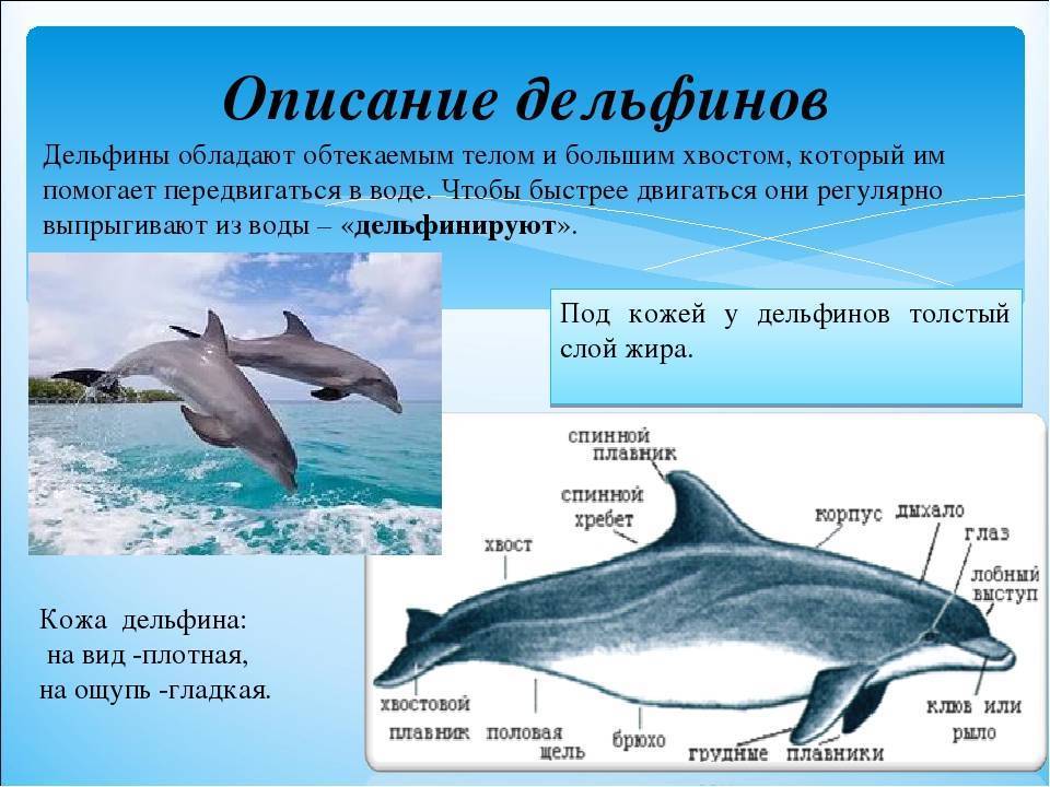 Дельфины - описание дельфинов и образ жизни