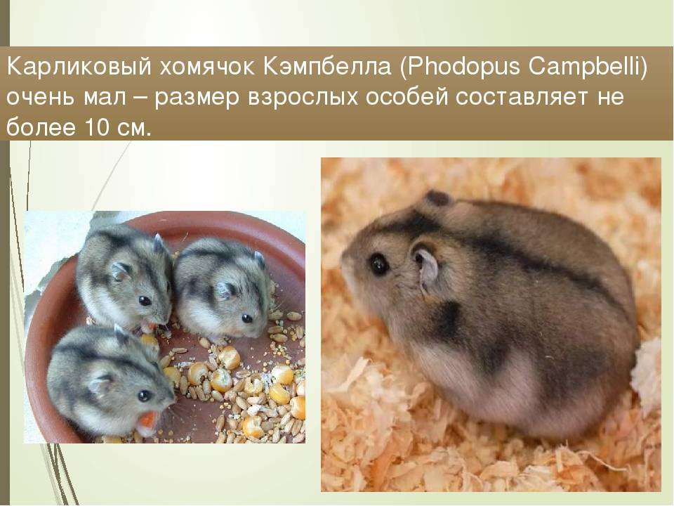 Какого домашнего хомячка выбрать и как его приручить? виды, особенности, фото — ботаничка.ru