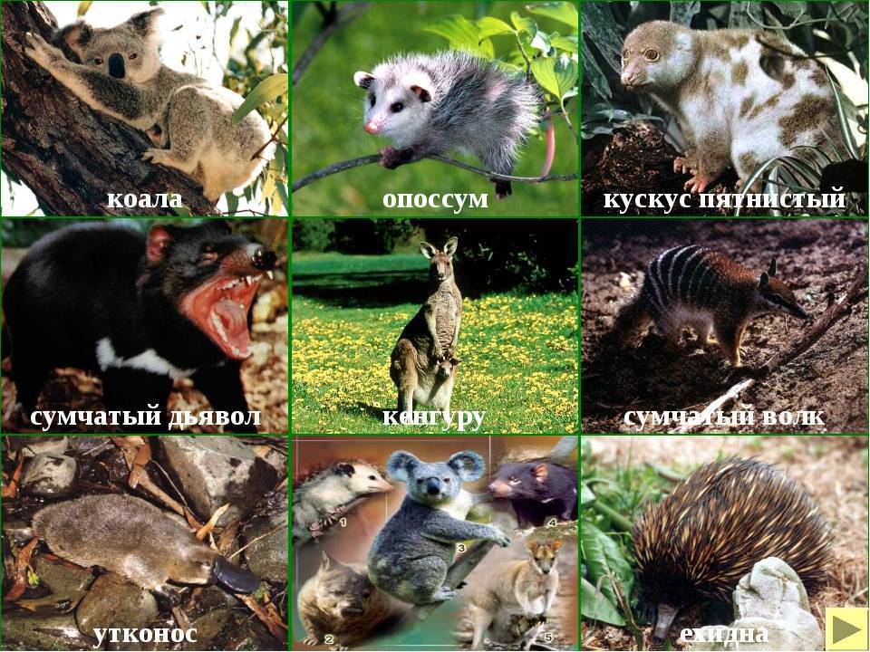 ᐉ сумчатые австралийские животные - список, описание с фото, среда обитания - zoovet24.ru