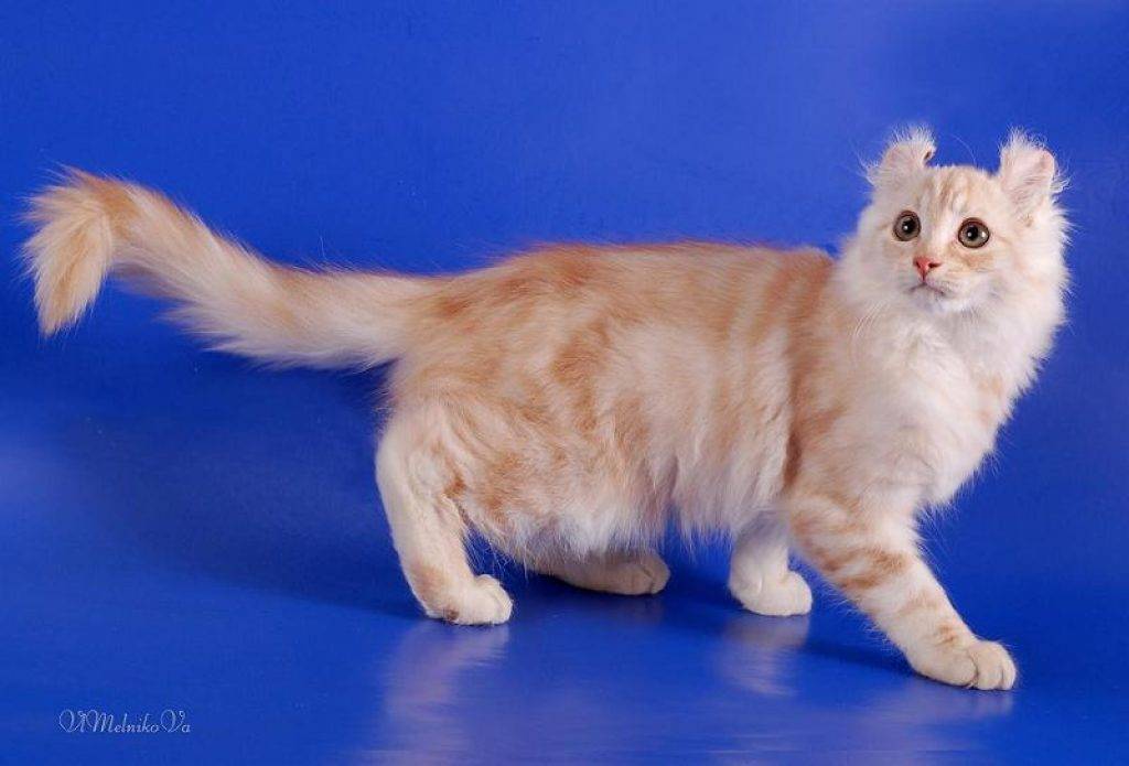 Американский керл.фотографии, видео породы кошек американский керл. характер,размер,вес,здоровье