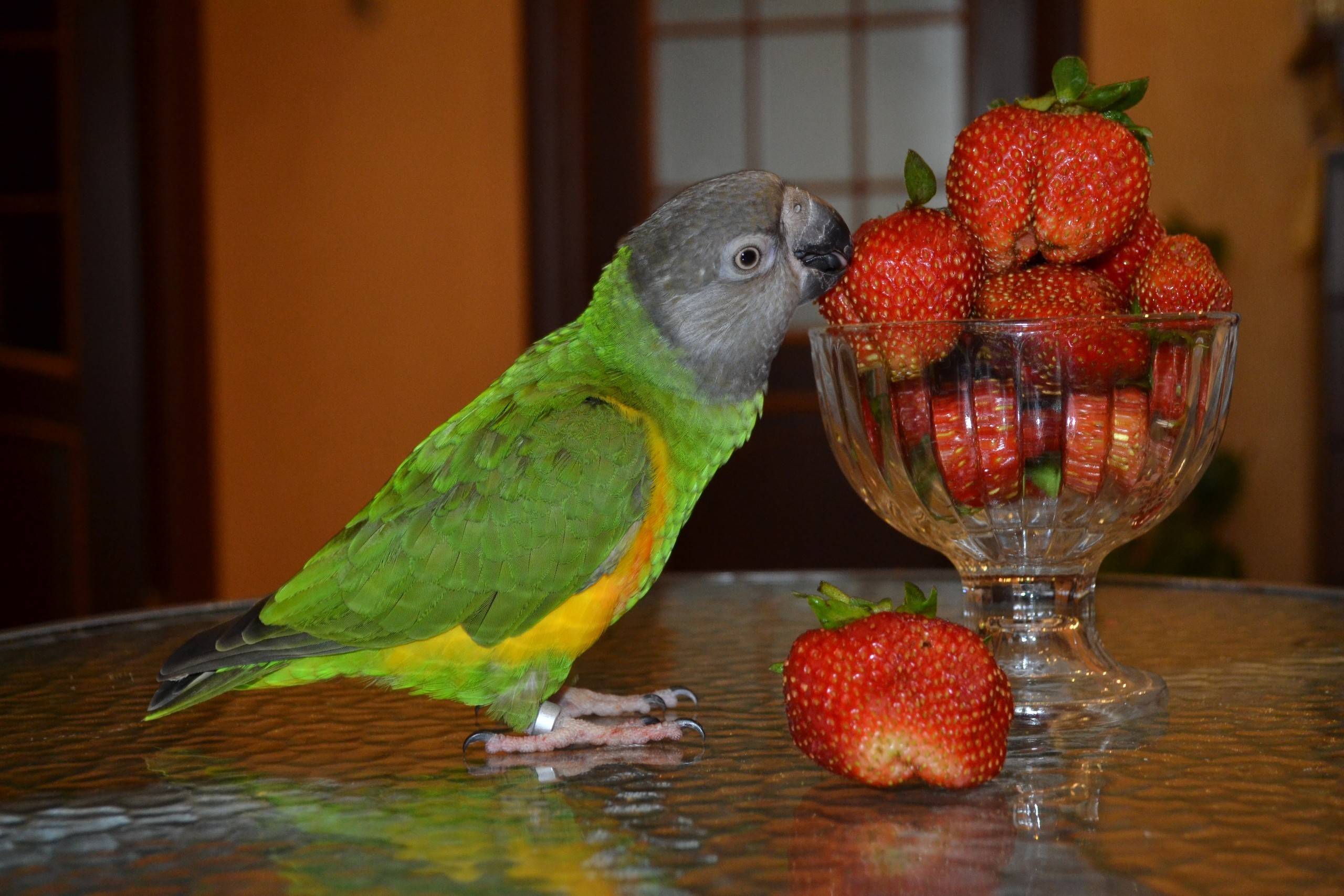 Сенегальские попугаи: особенности, правила содержания и разведения
