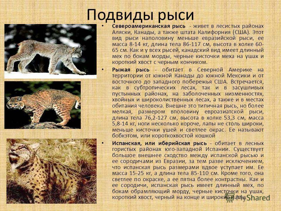 Все виды кошачьих - описание семейства (род) диких хищных кошек, к какому отряду относится кошка