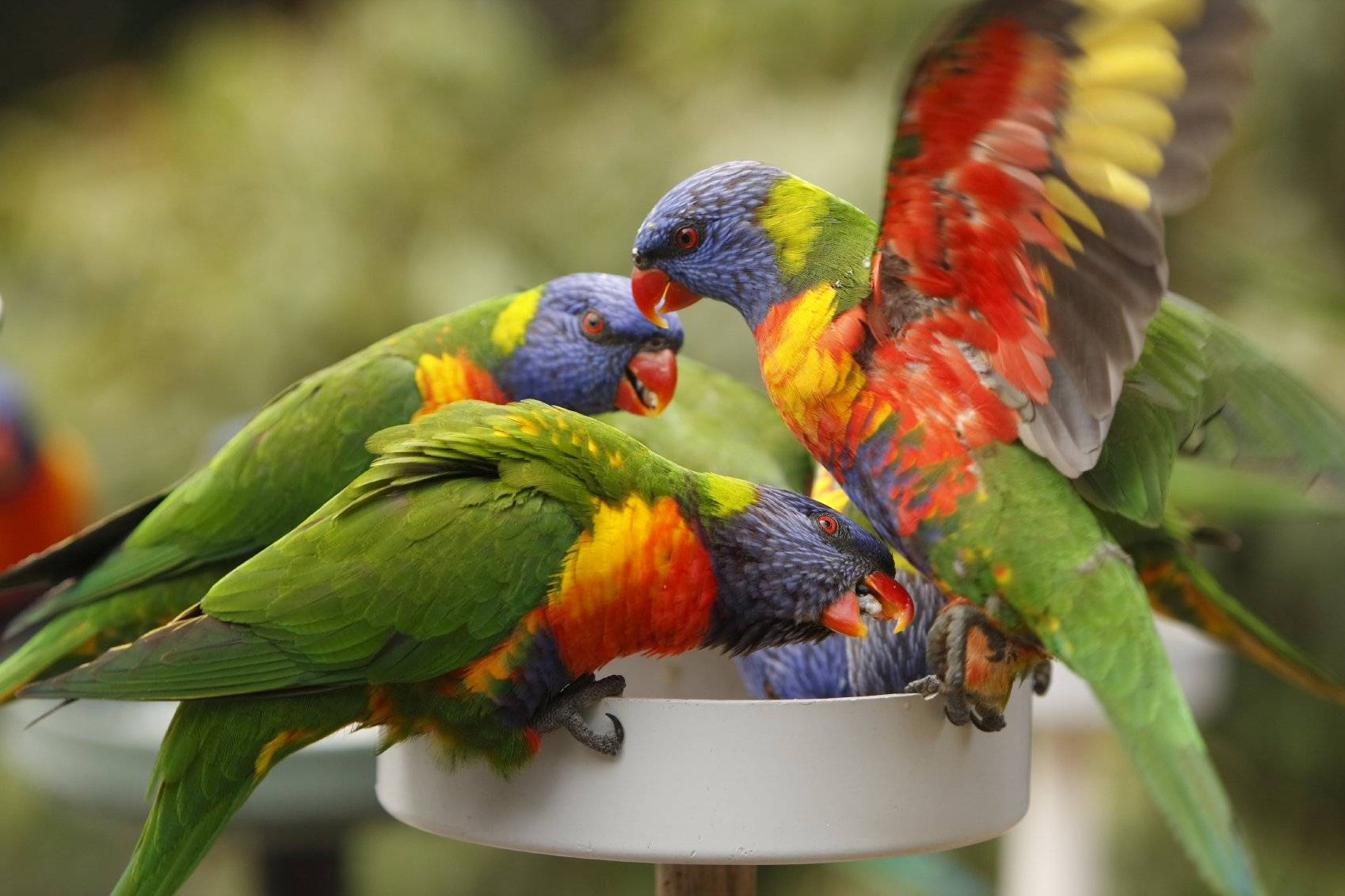 Попугай - виды, описание, особенности, питание и уход за домашними птицами (видео + 100 фото)