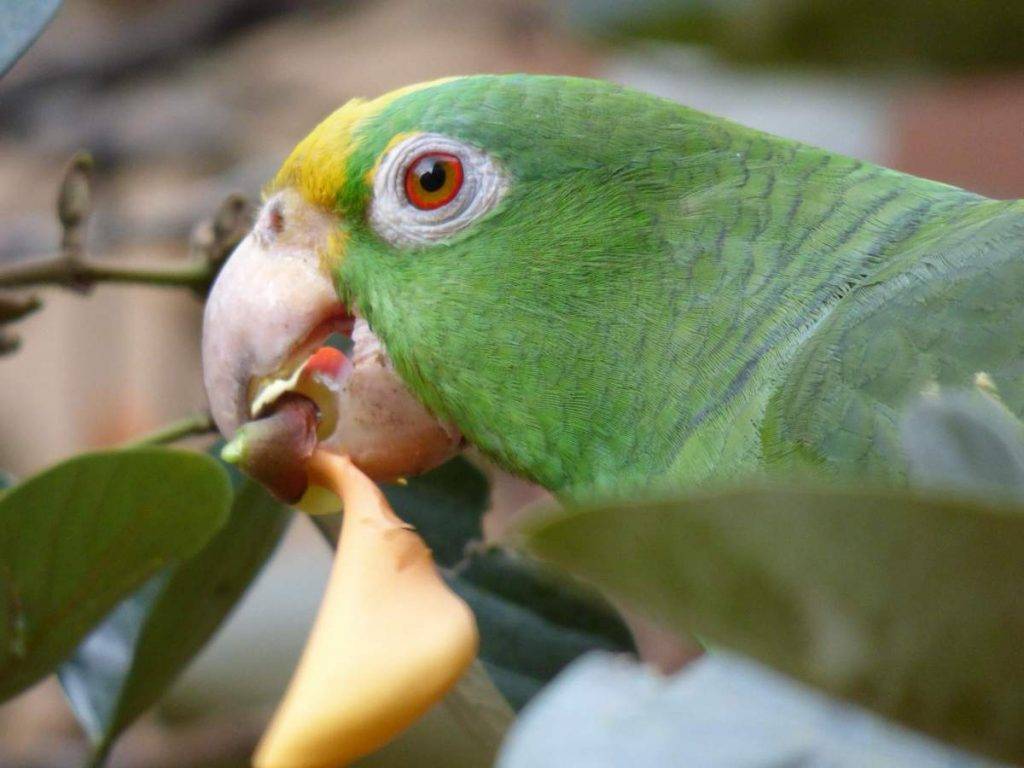 Виды попугаев амазонов
