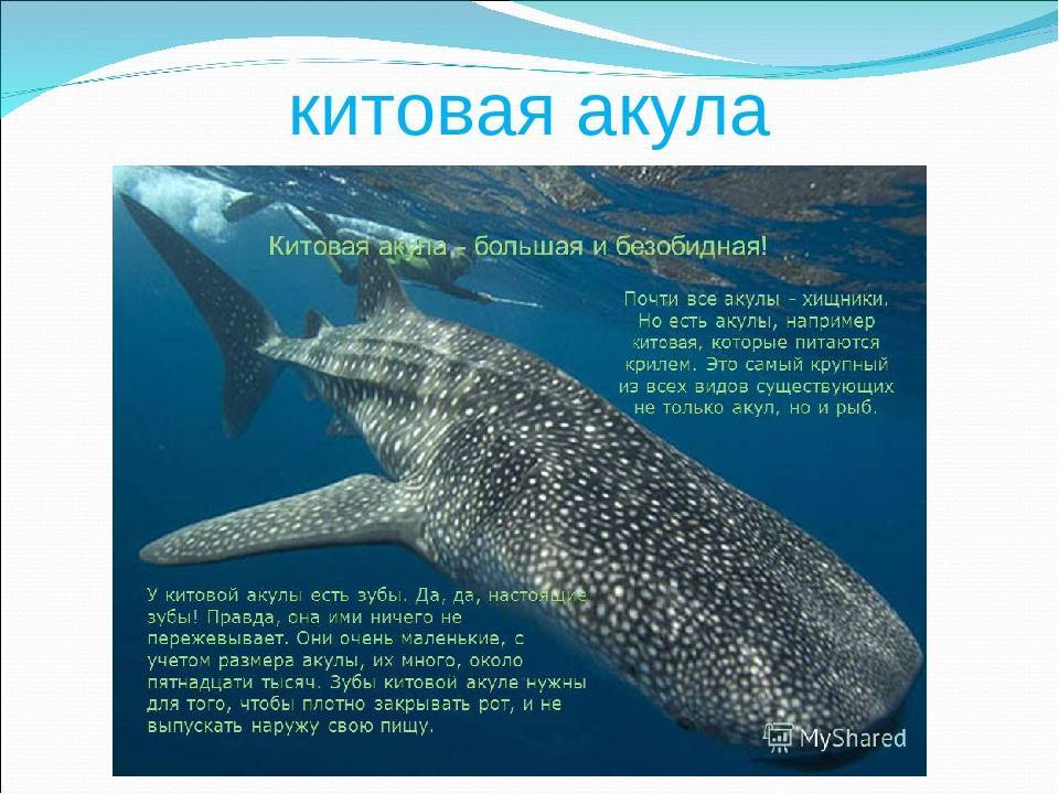 Опасна ли китовая акула для человека? ∞ лагуна акул