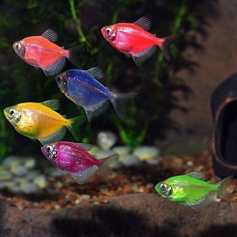 Стайные аквариумные рыбки