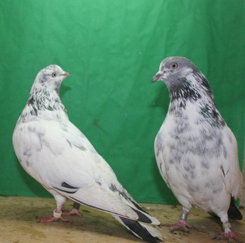 Породы голубей с фотографиями и названиями, характеристики и описание