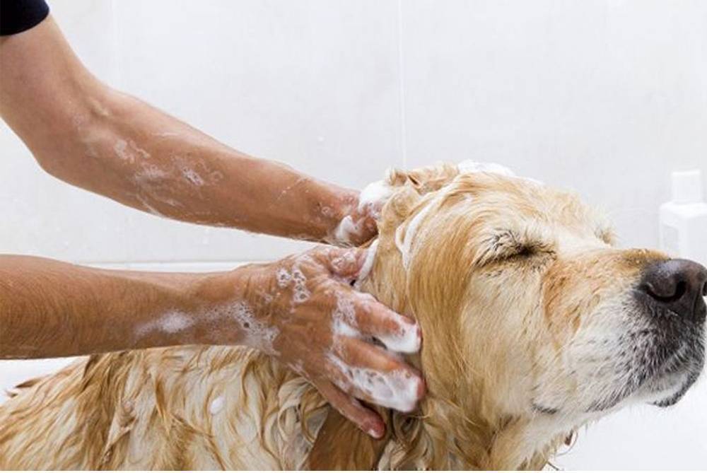 Как часто можно мыть собаку, как часто нужно мыть щенка