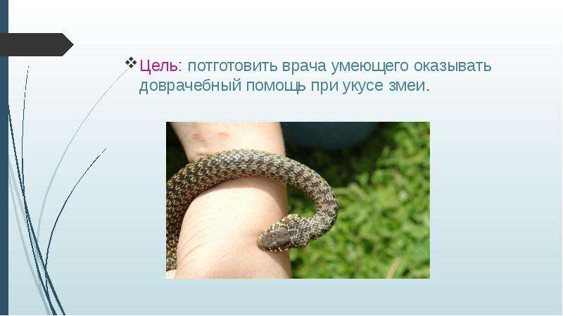 Последствия укусов змей фото. укус змеи — ощущения очевидца