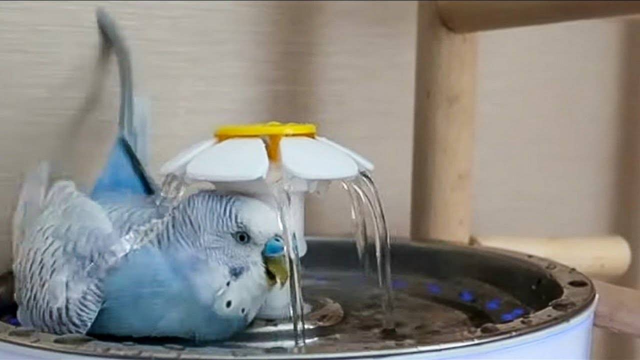 Как купать попугая: подготовка, процесс и приучение к купанию