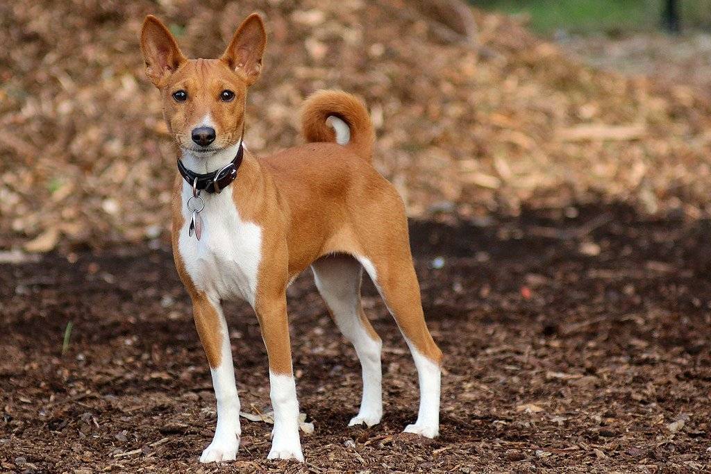 Басенджи - собака, которая не лает: описание породы конго-терьер, особенности поведения и дрессировки