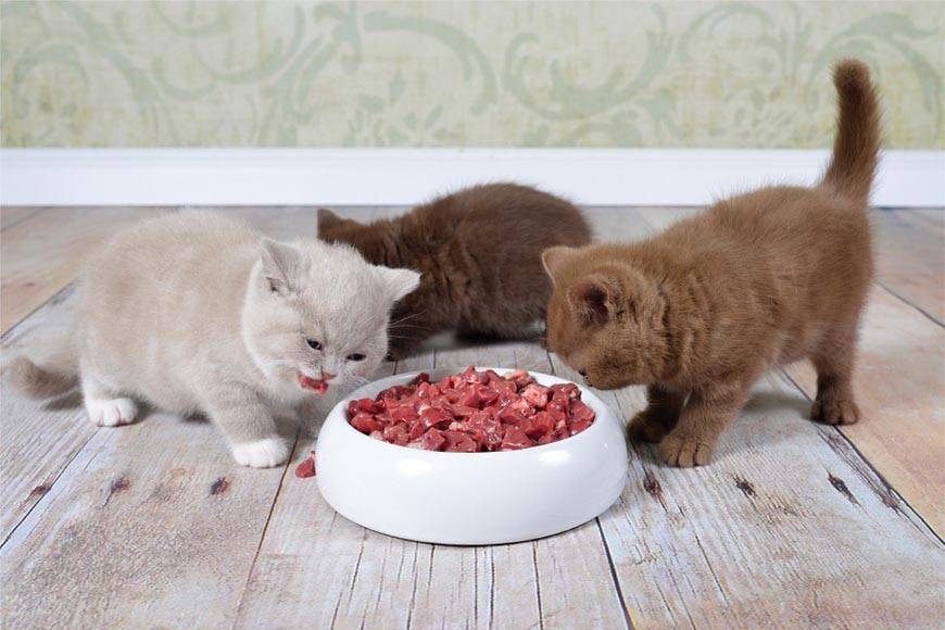 Можно ли кошкам и котам давать вареную курицу и сколько: как кормить вареным мясом котенка