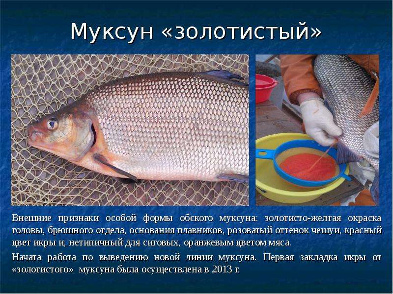 Рыба муксун (50 фото): где водится, полезные свойства, как ловить, приманки, меры предосторожности, видео
