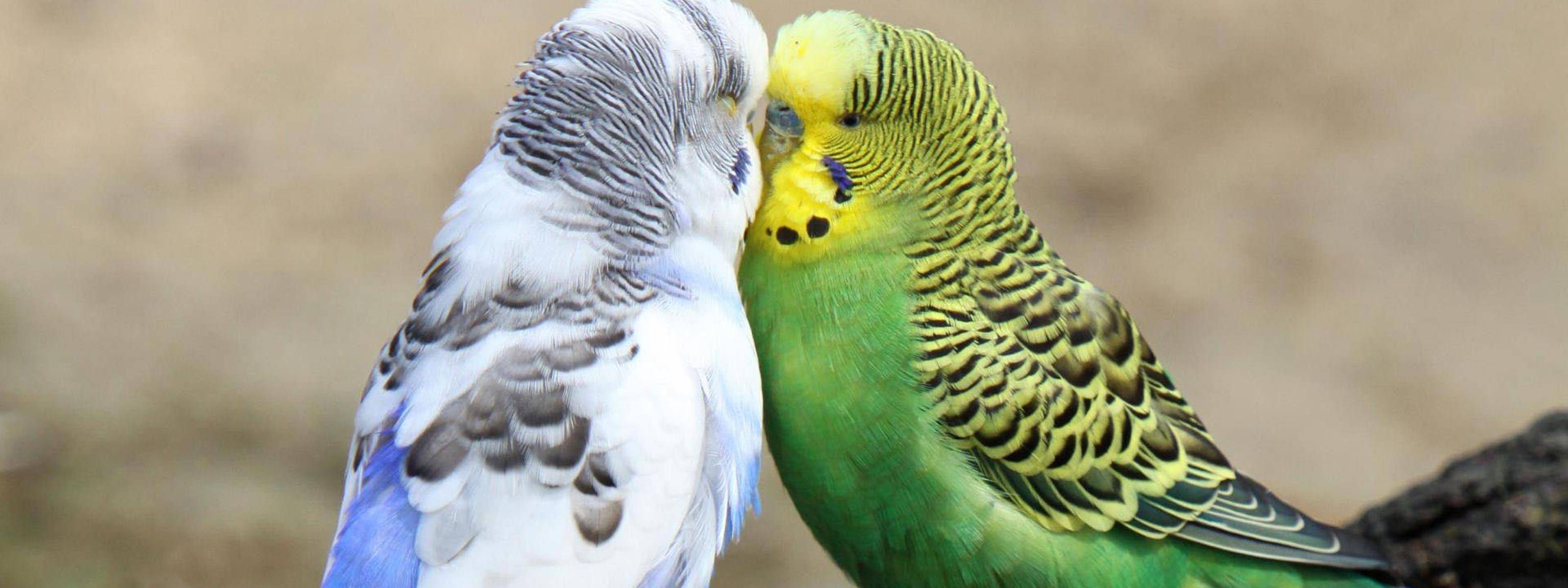 Сколько лет живут попугаи в природе и в домашних условиях