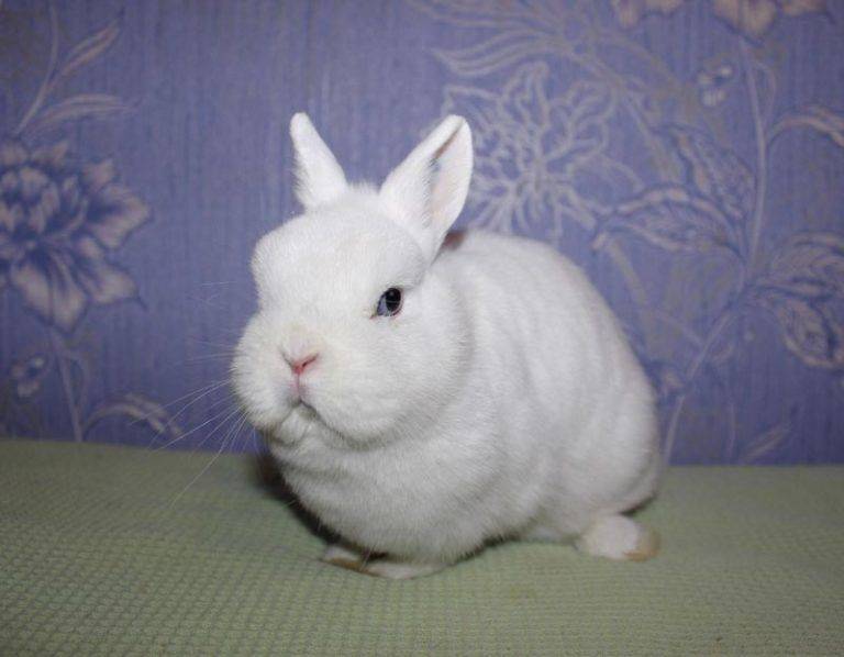 Кролик гермелин: описание породы, уход и содержание, разведение карликовых или декоративных