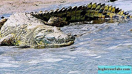 Крокодилы: виды, описание, фото, образ жизни, обитание | аквариумные рыбки