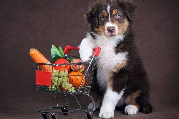 Какие овощи и фрукты можно давать собаке | какие нельзя