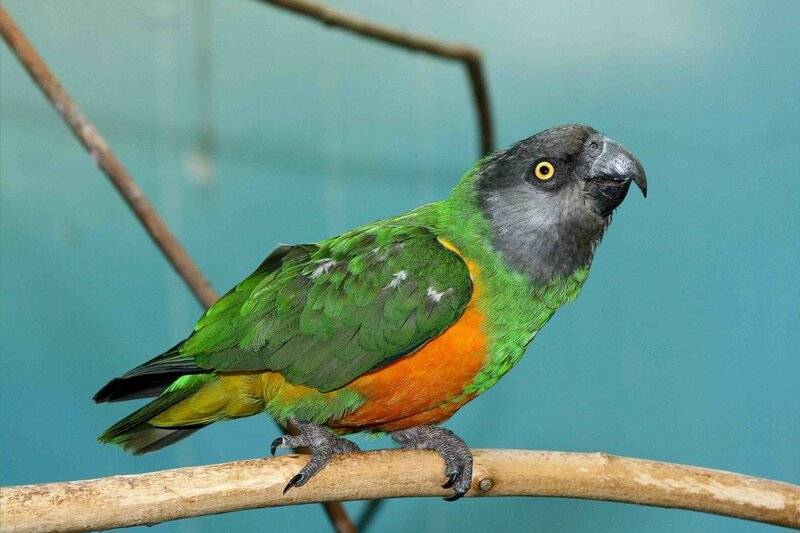 Разведение сенегальских попугаев - наши домашние друзья