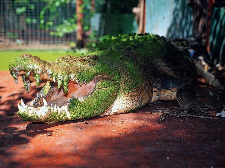 Самые опасные крокодилы