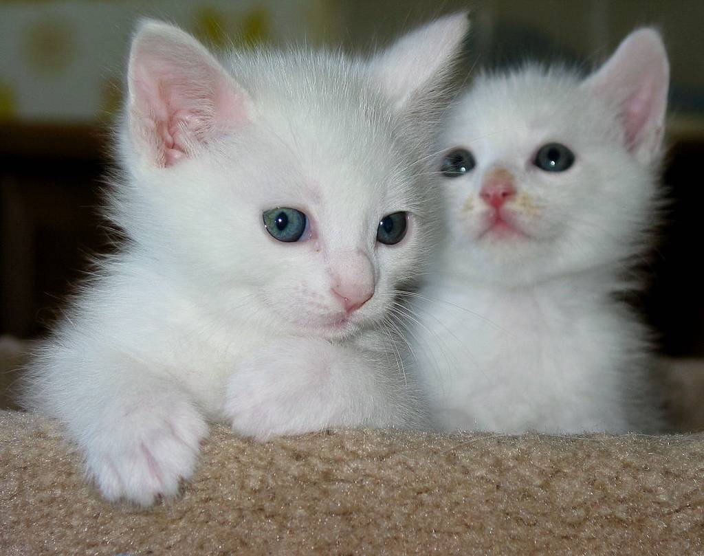 Как назвать белого котенка мальчика: популярные клички
