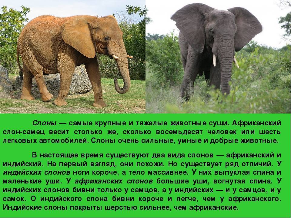 Виды слонов. описание, названия и фото видов слонов