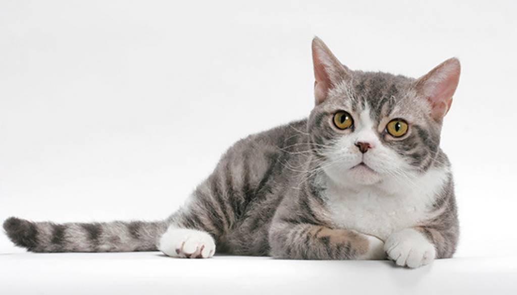 Американская жесткошерстная кошка: история появления, характеристика породы и правила содержания