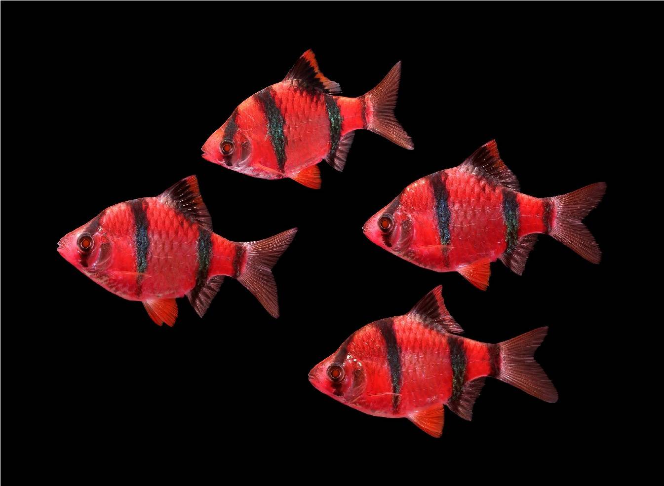 ᐉ светящиеся флуоресцентные рыбки глофиш-glofish - zoogradspb.ru