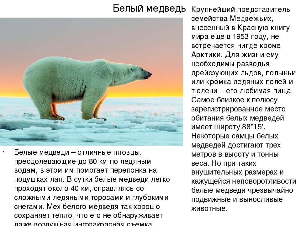 Бурый медведь: описание, виды, образ жизни, где обитает | планета животных