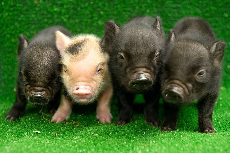 Мини-пиг: описание маленькой свинки, уход и содержание