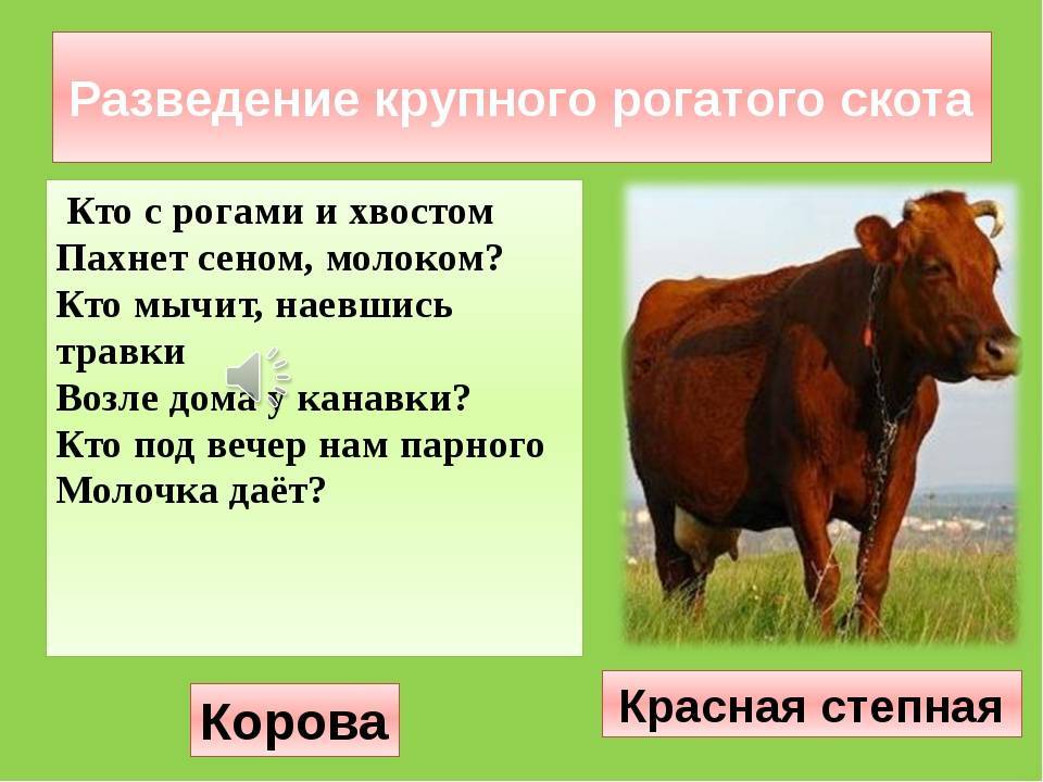Налог на домашних животных в россии 2019: правда или нет