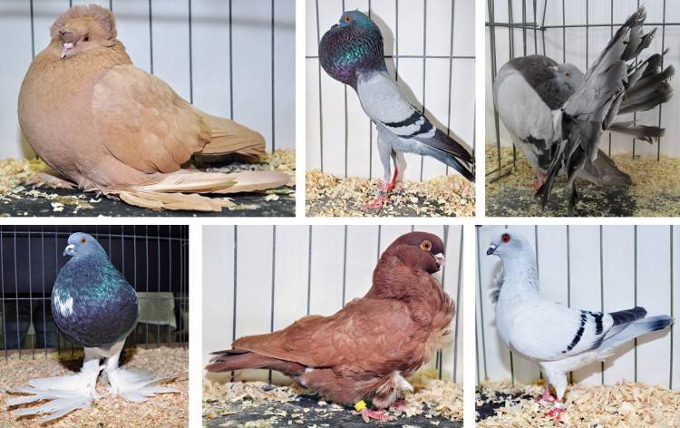 Названия и характеристики декоративных пород голубей с фотографиями для каждого вида