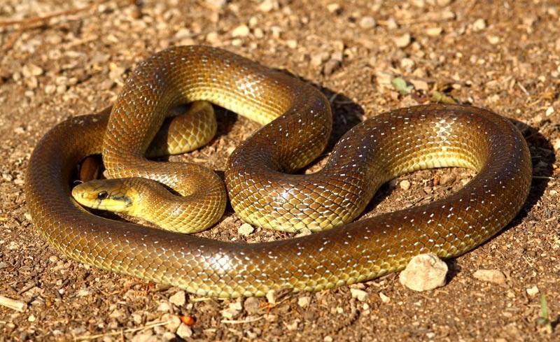 Змеи Краснодарского края: ядовитые и неядовитые