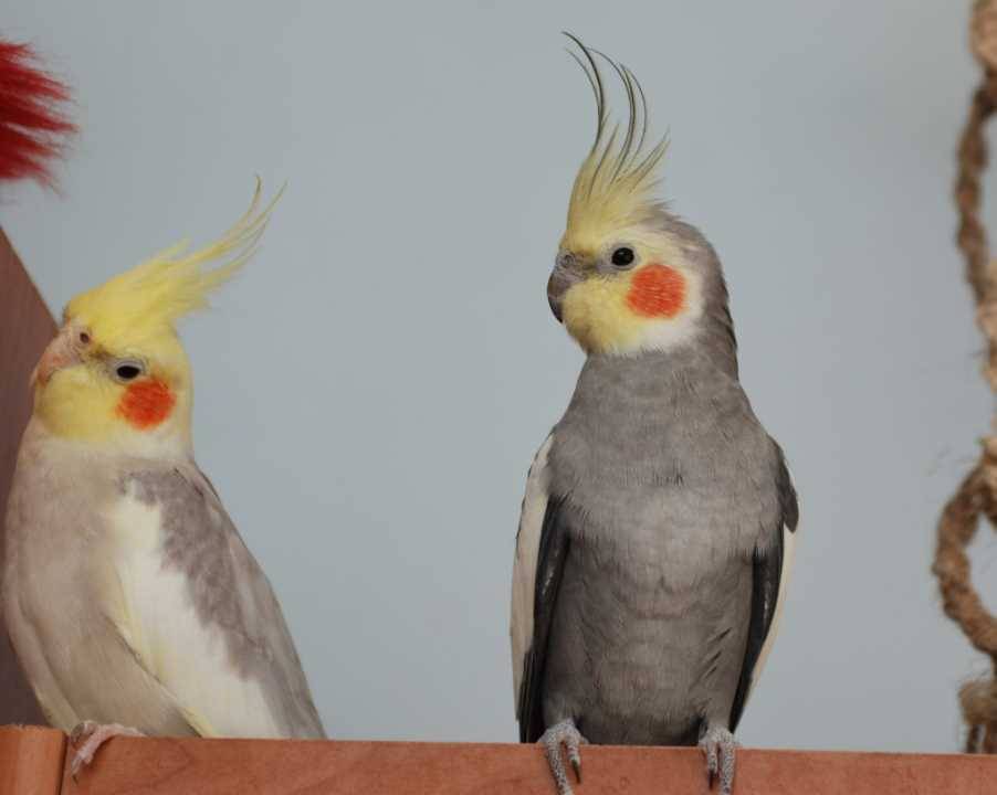 Разведение попугаев корелла в домашних условиях -