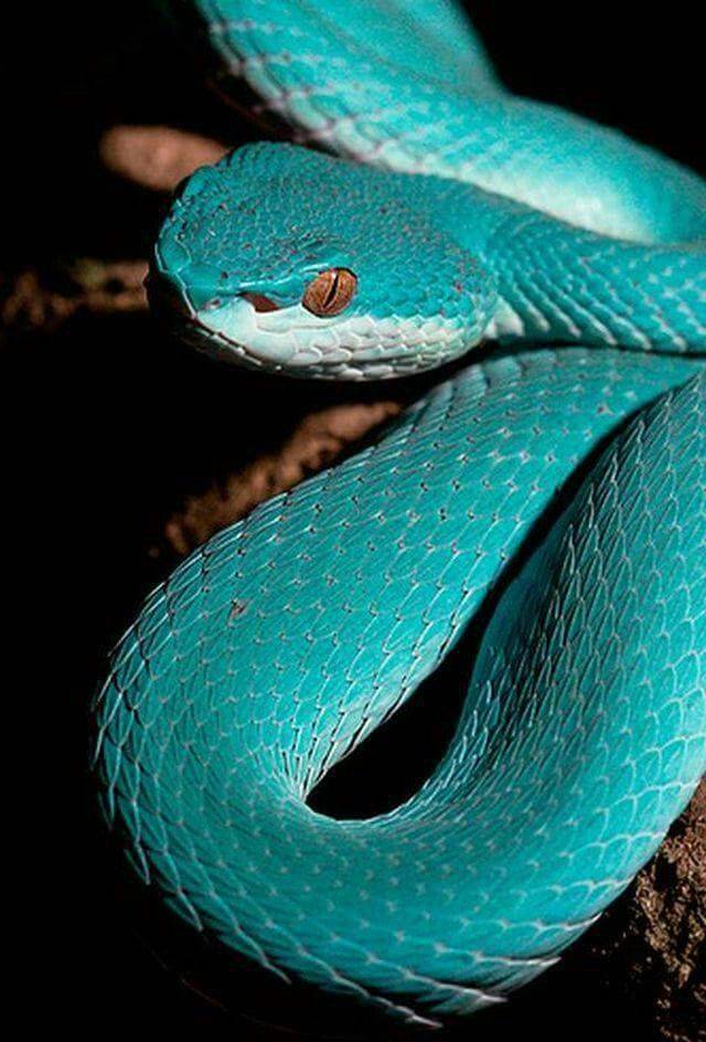 Топ-10 самых опасных змей мира