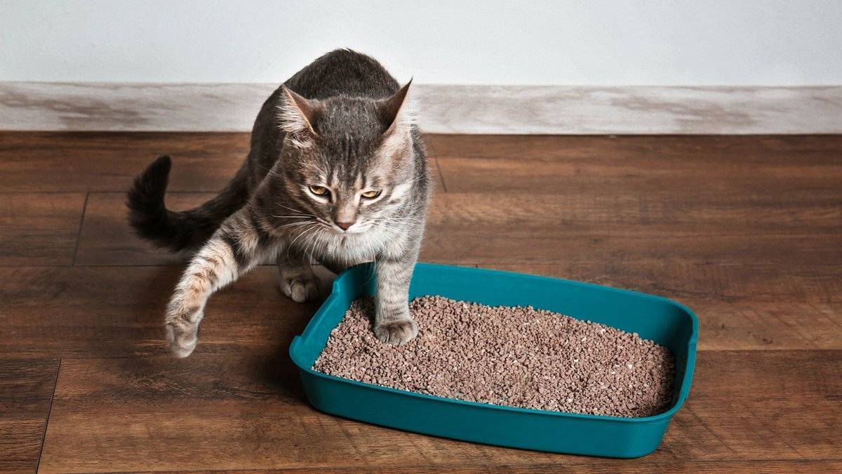 Как приучить котенка к лотку, кошку к унитазу в квартире быстро