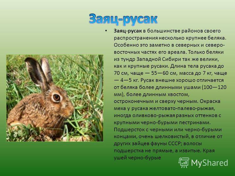 Заяц русак. образ жизни и среда обитания зайца русака | животный мир
