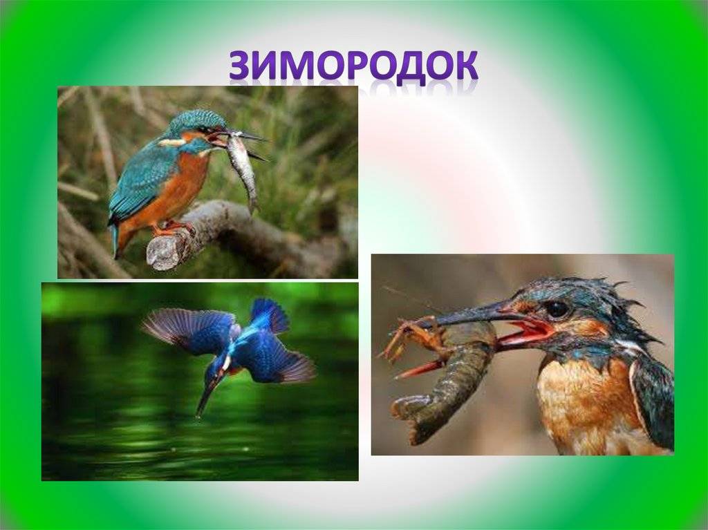 Чибисы – фото, описание, ареал, рацион, враги, популяция | golubevod.net
