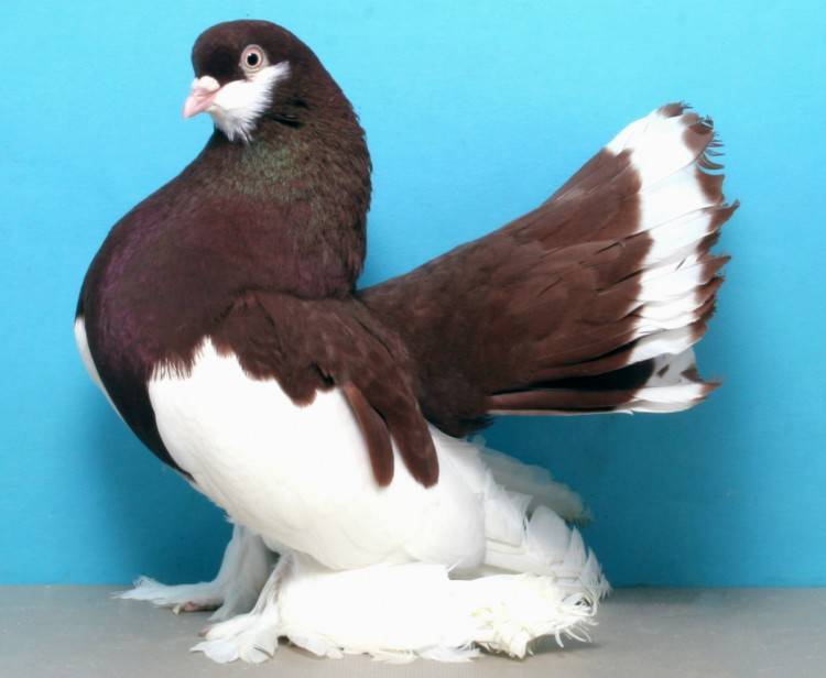Породы домашних голубей с фото, названиями и описанием