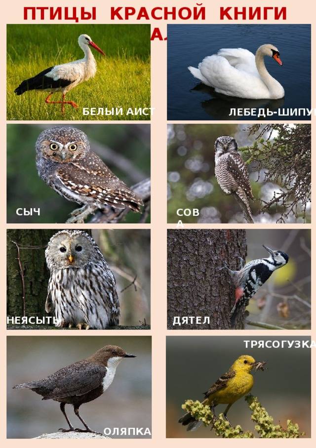 Птицы урала - фото, описание, список обитателей