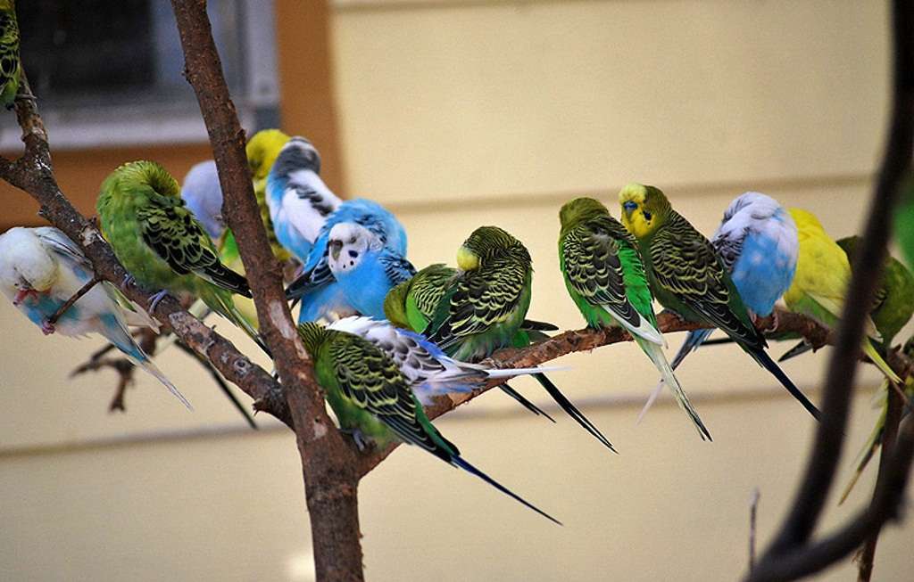 Сколько живут попугаи: в домашних условиях, дикой природе