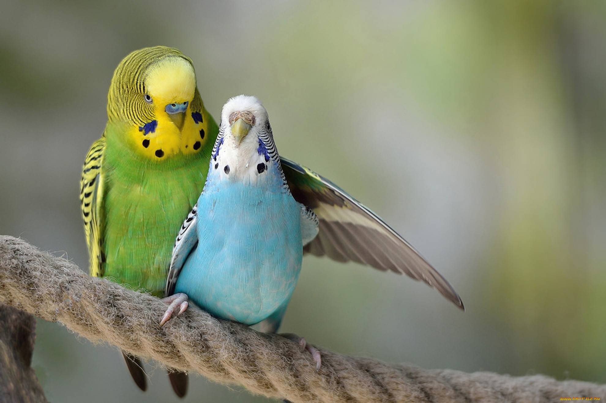 Интимный процесс: спаривание и размножение волнистых попугайчиков дома
