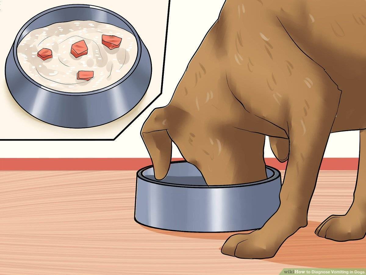 Как спровоцировать рвоту у собаки: 15 шагов
