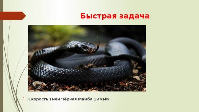 Черная мамба (фото): самая страшная и ядовитая змея