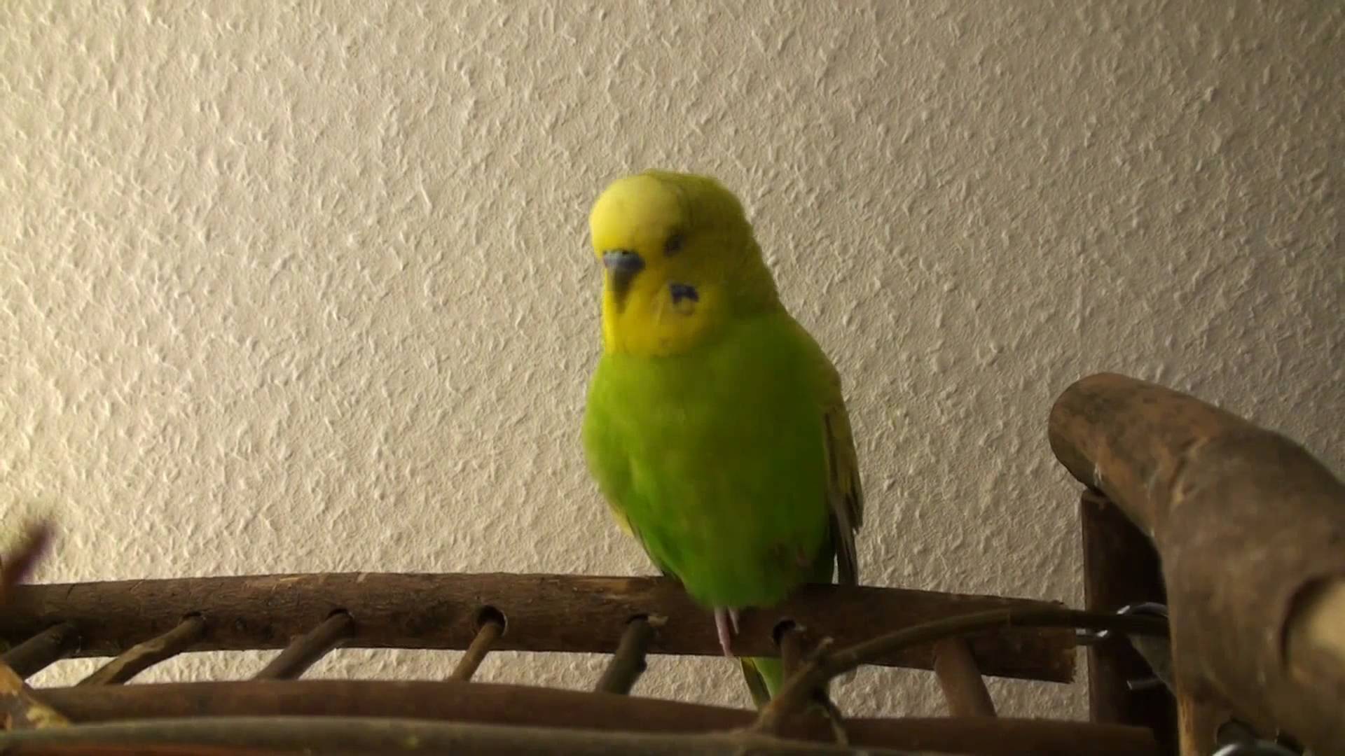 Школа попугая корелла – учимся говорить, петь и танцевать
