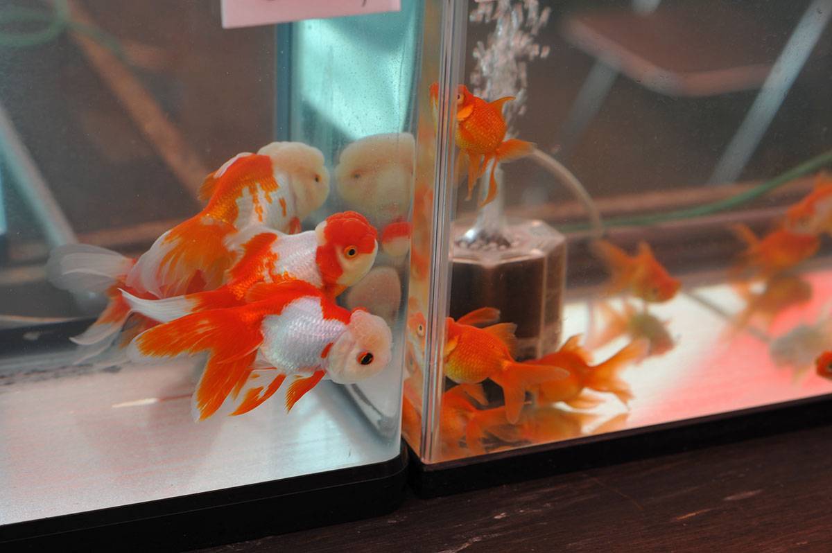 Золотая рыбка в аквариуме: 30 фото, уход и содержание, 21 вид